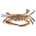 thumbnail image 4 of Modèle Crabe Animal Marin Figurine Modèle Océan Jouet Modèle Éducatif Jouets d'Animaux pour Enfants, 4 of 8