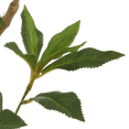 thumbnail image 3 of Bouclair White Japanese Pieris Tree, 3 of 8