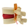 thumbnail image 1 of Transemion Anatomie Humaine Innovante Squelette Colonne Vertébrale Accessoires Modèle Recherche Flexible Facile à Utiliser Jaune 1 Ensemble, 1 of 6