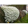 thumbnail image 1 of 800 WHITE ALPINE ROCKCRESS Aubrieta Rock Cress Arabis Alpina Flower Seeds, 1 of 6