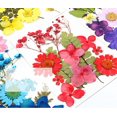 thumbnail image 3 of Natural Real Dried Flower Plants For Candle Epoxy Resin Jewelry Making Craft DIY, 3 of 7