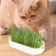 thumbnail image 4 of Cat Grass Planter, Hydroponic Planter, Hydroponic Grass Planter, Self Watering Cat Grass Planting Container Soilless Pots Window Planting Box Hydroponic Planter Nursery Planting Pots Growing Products, 4 of 6