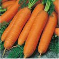 thumbnail image 3 of GSDWIUEW Carotte Rouge Géante Légume pour Plantation Héritage, 3 of 8