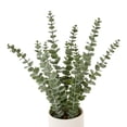thumbnail image 3 of Anko Art Eucalyptus In Pot, 3 of 4
