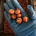 thumbnail image 5 of GSDWIUEW 10pcs Mixed Color Crocus Bulbs-Spring Blooming Fall Planting Bulbs, Assorted Colors Dutch Crocus Corms for Gardens, Containers & Naturalizing Easy to Plant Perennial Flower Bulbs (10), 5 of 5
