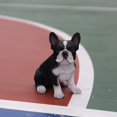 thumbnail image 1 of Hi-Line Gift Ltd Sitting French Bulldog Puppy Statue, 1 of 1