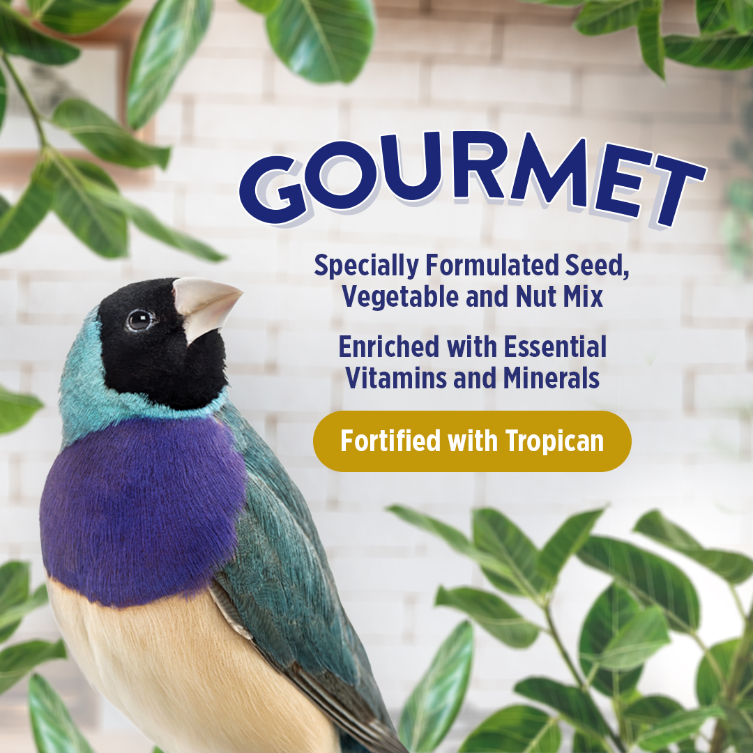 HARI Gourmet Premium Seed Mix for Finches - 1 kg (2.2 lb)