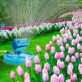 thumbnail image 3 of Aqua Joe AJ-OSPR20 20-Nozzle Max Coverage Adjustable Gear Driven Oscillating Sprinkler on Sled Base, 3 of 9