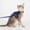 Blue_New#24657, variant on Escape Proof Reflective Cat Harness and Leash Set with GPS Tracker Pouch for Small Cats