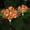 Orange#2, variant on Outdoor Solar Peony Flower Lantern 7 Heads LED Simulation Flower Waterproof Lights For Garden Decoration In Paths Yards And Terraces