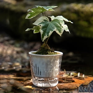 Danhjin Plast Ic Flowerpot Transparent Flower Pot Double Layer Water Storage Flower Pot Small Planting Pot Lazy Office Flower Pot Flower Pots