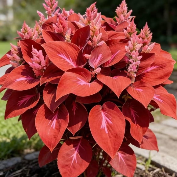 HJADGG Hosta Seeds 200 or 400- Create a Lush Garden, Mottled Leaves and an Oasis of Easy-Grow Perennial Seeds. Used for Outdoor and Container Garden Planting. (Red,200)