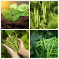 thumbnail image 2 of GSDWIUEW Premium Bush Bean Seeds for Planting-100+ Seeds for a Bountiful Vegetable Garden, 2 of 5