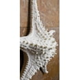 thumbnail image 2 of Abbott Collection 3D Étoile de Mer 20-SEASHORE/25 WHT, Blanc (Grand), 2 of 7