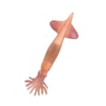 thumbnail image 3 of Marine Animal Model Solid Simulation Intelligence Learning Animal Figurines Toys Pink Squid, 3 of 7