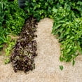 thumbnail image 4 of GardenStraw - Paillis de Jardin en Paille de Blé de Qualité Supérieure, 3 Pi3, 4 of 8