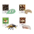 thumbnail image 2 of thinsony Figurines de Cycle de Vie Jouet Éducatif Réaliste pour Fêtes Abeille, 2 of 9