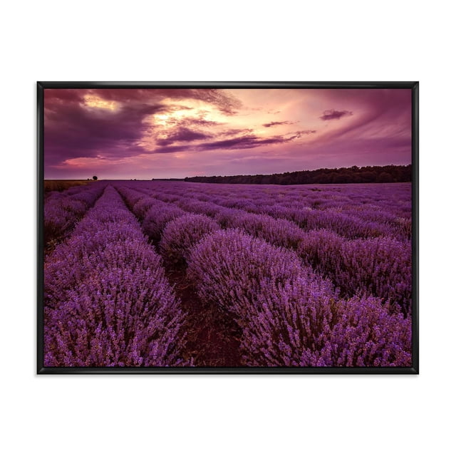 Designart Sunrise & Dramatic Clouds Over Lavender Field III FLOAT FRAME WALL ART showing a gallery-wrapped framed canvas print of a lavender field at sunrise with dramatic purple clouds, printed with fade-resistant ink on premium cotton canvas stretched over a 1-inch wood floating frame, ready to hang and suitable for farmhouse-style home décor.