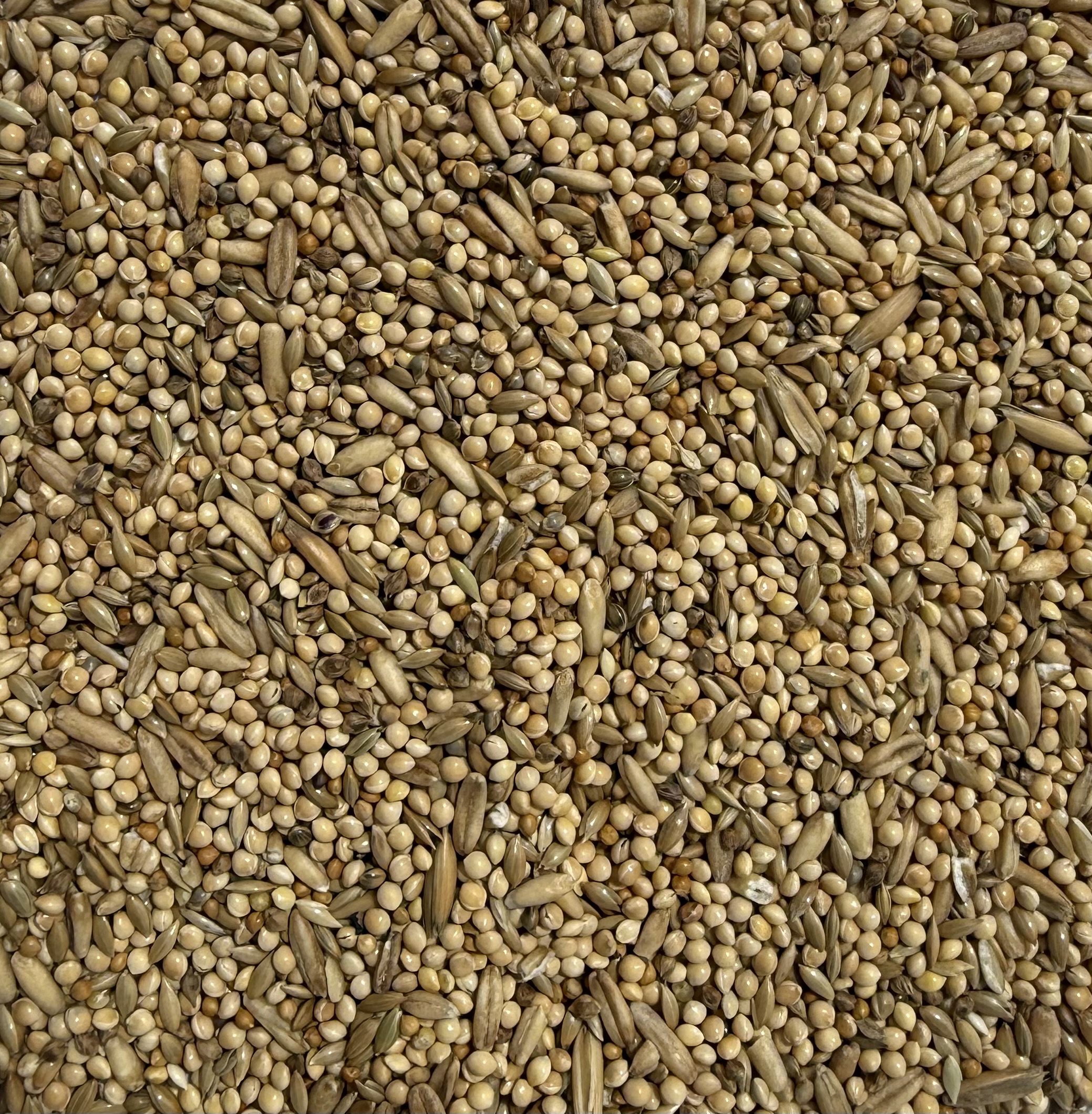 Budgie Blend