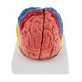 thumbnail image 2 of Realistic Human Brain Model Hand-assembly for Teaching, 2 of 7