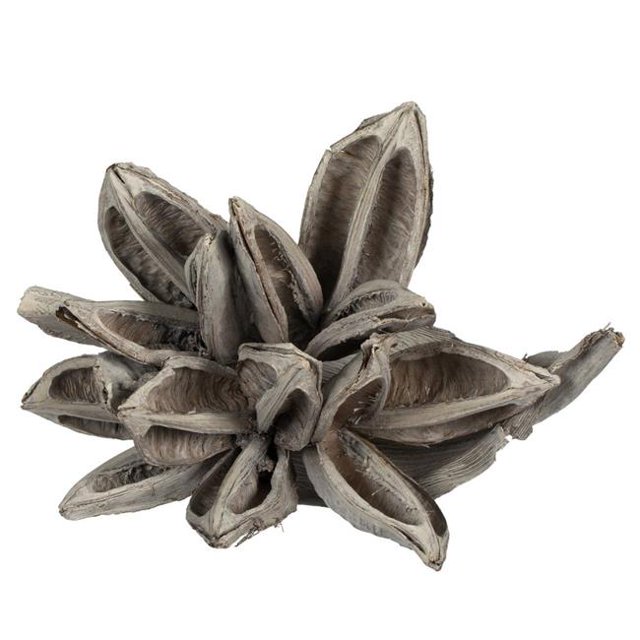 Vickerman H2STA900 Capsule Étoile Blanchie Blanche de 6 à 11 Po