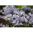 thumbnail image 3 of Phlox May Breeze, pot de 7,5 L (2 gal), 3 of 3
