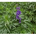 thumbnail image 2 of HJADGG MONKSHOOD * Aconitum napellus * WOLFSBANE * ACONITE DEEP BLUE BLOOMS * SEEDS, 2 of 2