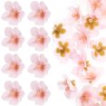 thumbnail image 2 of 50Pcs Multi Color Artificial Cherry Blossom Heads For Valentine's Day And Photography Props, 2 of 8