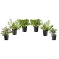 thumbnail image 1 of 6 arbustes à fleurs variés, pot de 3,8 L (1 gal), 1 of 7