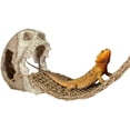 thumbnail image 1 of Penn Plax Skull Hide-Away Reptile Decor, 1 of 7