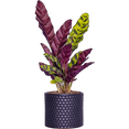 thumbnail image 1 of Plantes Vivantes de Calathea Lancifolia / Rattlenake (S) dans un pot de Culture de 4 Pouces, 1 of 1