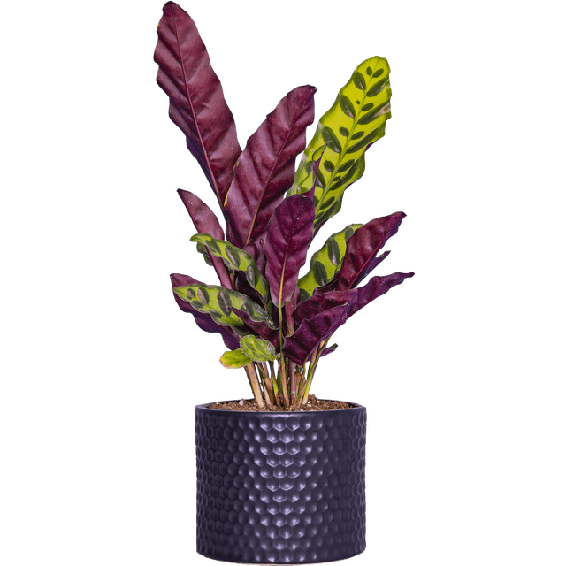 Plantes Vivantes de Calathea Lancifolia / Rattlenake (S) dans un pot de Culture de 4 Pouces