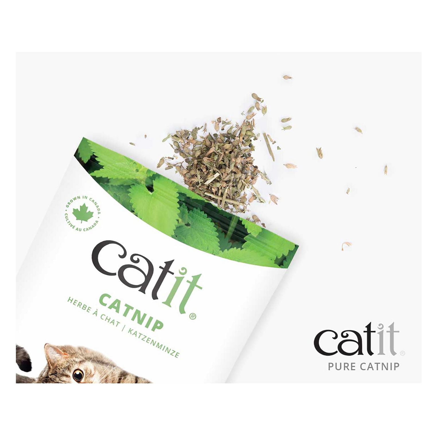 Catit Herbe à Chat Pure pour Chats, 28g
