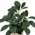 thumbnail image 4 of Mainstays 11in Indoor Artificial Plant in Pot, Green Peperomia., 4 of 5