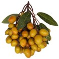 thumbnail image 1 of Coofit Artificial Fruit Realistic Fake Foam Decor Fruit Home Decoration, 1 of 6