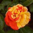 thumbnail image 2 of Heirloom Roses Rose Plant - Oranges 'n' Lemons Colorful Rose Bush, Shrub Roses for Planting Outdoors, 2 of 4