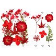 thumbnail image 1 of Natural Real Dried Flower Plants For Candle Epoxy Resin Jewelry Making Craft DIY, 1 of 8