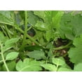 thumbnail image 4 of 50 BLACK BEAUTY ZUCCHINI Summer Squash Cucurbita Pepo Vegetable Seeds, 4 of 5