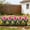 5Pcs mini garden fence for flower beds Under $5 a1, variant on 5Pcs Mini Garden Fence For Flower Beds, RRJ Garden Fence Mini Fence for Yard, Plastic Decorative Border Fence, 29x15cm Small Fence for Flower Bed, Outdoor Lawn Edging, Indoor Plant Pot Protector,