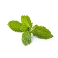 thumbnail image 4 of Mint, Fresh, Sold in bunches, 4 of 7