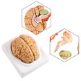 thumbnail image 2 of FAGINEY 8Parts Anatomical Brain Arteries Model Human Set Supply School Scientific,Brain Arteries Model, 2 of 8
