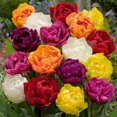 thumbnail image 1 of TASC Flower Bulbs- Tulipa Double hâtive Bright Assorted (20 Bulbs), 1 of 1