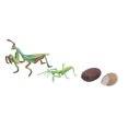 thumbnail image 1 of Modèle de Cycle de Croissance, Jouet d'Insectes Non Éducatif, Sans Danger pour les Enfants Qui Enseignent des Activités Éducatives, 1 of 8