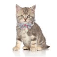 thumbnail image 3 of 2 Pack Breakaway Cat Collars with Bowtie, Safety Buckle Cat Collars with Bell, Summer Print Collars, 3 of 5