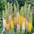 thumbnail image 2 of Bulbes à fleurs -  Eremurus Hybride Mélange (3 Bulbes), 2 of 2