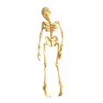 thumbnail image 1 of Rrppepioner Halloween Decorations,Poseable Skeleton Fridge Magnet Halloween Printed Articulated Skeleton with Movable Joints Skull Magnet Fridge Sticker for Kitchen office Or Locker Decor Home Decor, 1 of 2