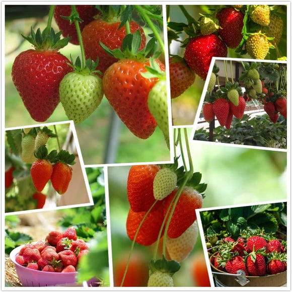HIGHGW Red Strawberry Climbing Strawberry Fruit Plant Seeds Home Garden New400 pcs