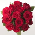 thumbnail image 2 of Fleurs Fraîches - Douzaine de Roses Rouges 45 cm (17,7 Po), 2 of 6