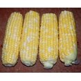 thumbnail image 4 of HJADGG Honey & Cream Bi-Color Sweet Corn Seeds-Hybrid-All Seeds, 4 of 4