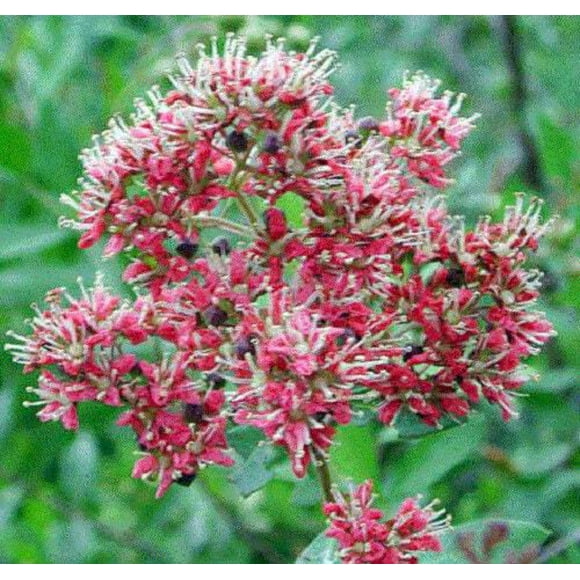20 Graines de Teinture de Henné Mehandi Communes Lawsonia Inermis Tatouage Arbre à Fleurs